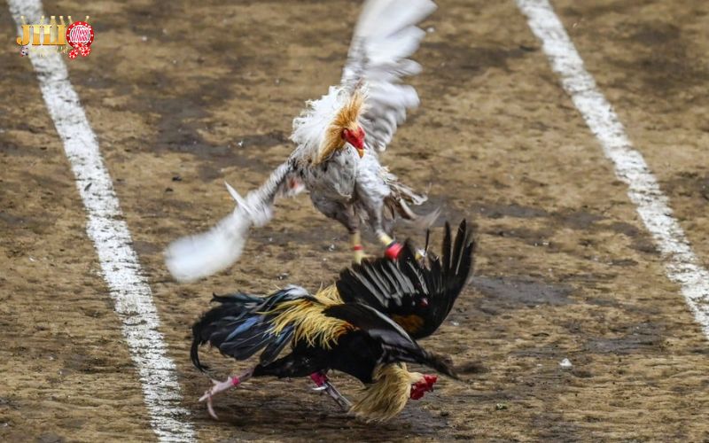 DS88 Sabong Review | Trusted Online Cockfighting & Live Betting 1 ds88-sabong-review