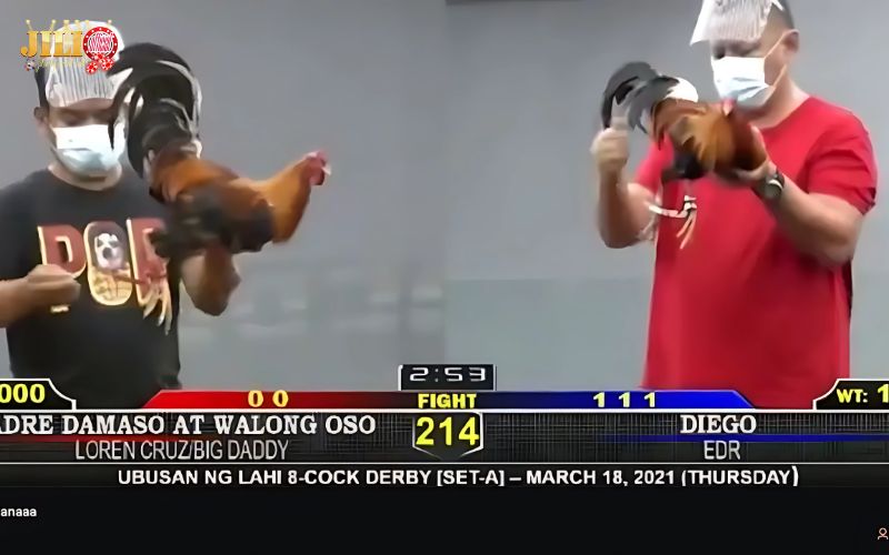 Play Online Cambodian Cockfighting – Ultimate Thomo Guide & 4 Winning Tips | JILI 3 best-live-cockfight-betting-sites