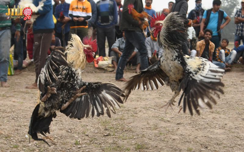 Play Online Cambodian Cockfighting – Ultimate Thomo Guide & 4 Winning Tips | JILI 1 play-online-cambodian-cockfighting