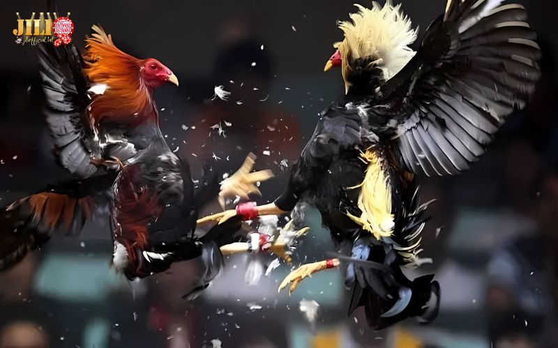 What is Live Cockfighting? Should You Play? | JILI 7 expert-tips-for-smart-live-cockfighting-bets