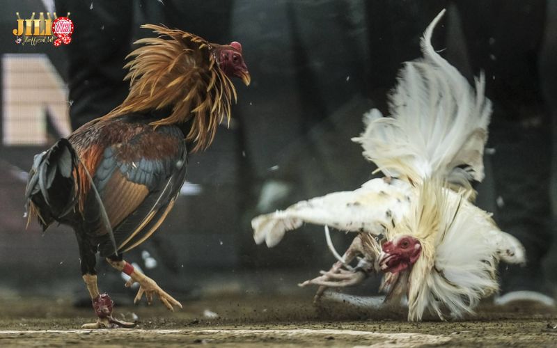 S128 Cockfighting – Top 3 Exclusive Live Sabong Features with Fair Odds 1 s128-cockfighting