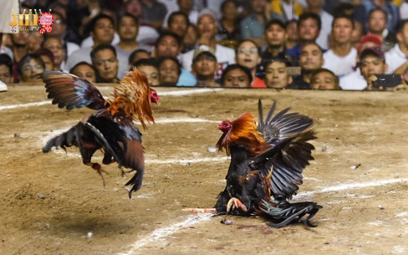 WS168 Sabong Review – Trusted Live Cockfighting at JILI 1 ws168-sabong-review