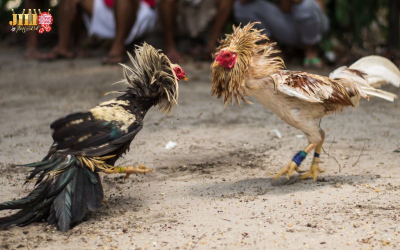Play Online Cambodian Cockfighting – Ultimate Thomo Guide & 4 Winning Tips | JILI 4 how-live-cockfight-odds-work