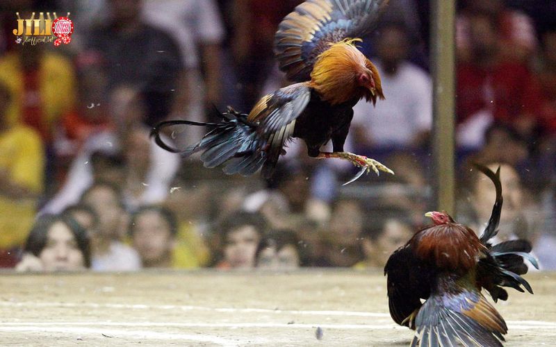 Play Online Cambodian Cockfighting – Ultimate Thomo Guide & 4 Winning Tips | JILI 6 is-online-cambodia-cockfighting-legal