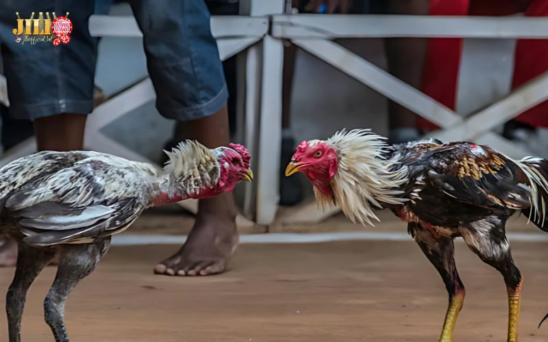 S128 Cockfighting – Top 3 Exclusive Live Sabong Features with Fair Odds 2 live-thomo-cockfighting