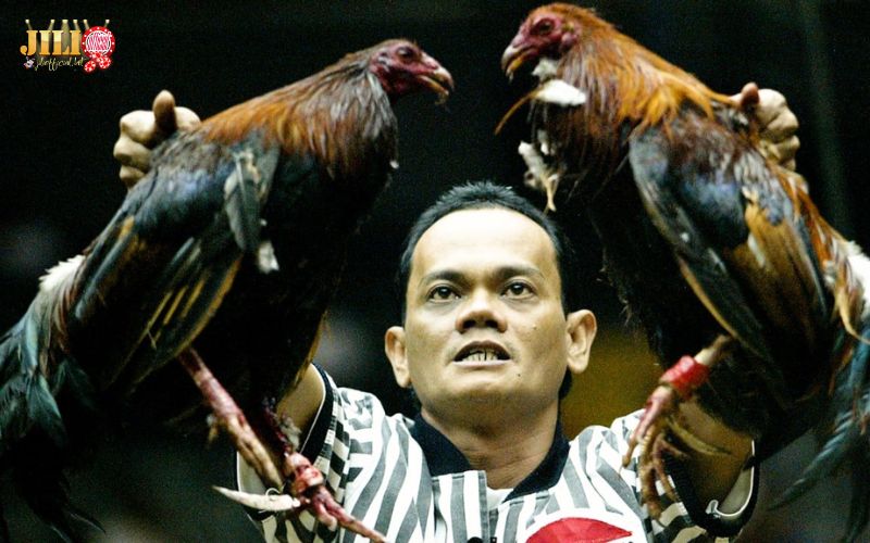 What is Live Cockfighting? Should You Play? | JILI 4 main-rules-and-match-format-in-live-cockfight