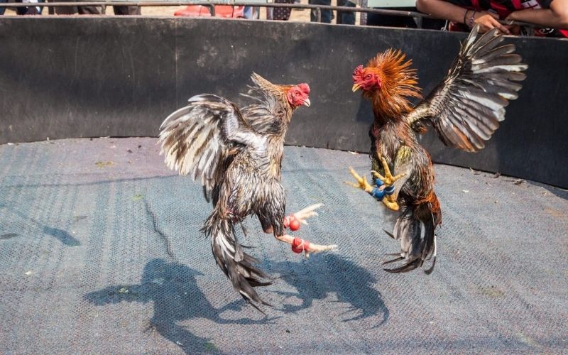 SV388 Cockfighting | Top Online Sabong Betting at JILI 4 manage-your-budget-wisely
