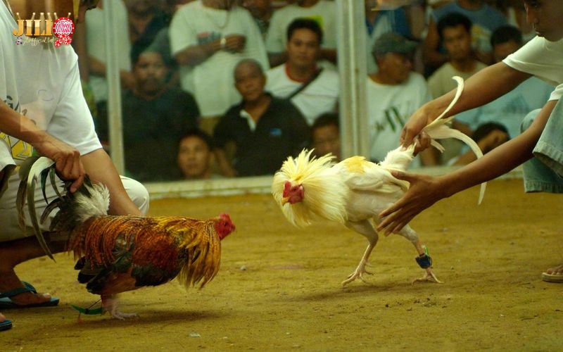 WS168 Sabong Review – Trusted Live Cockfighting at JILI 2 non-stop-dramatic-cockfights
