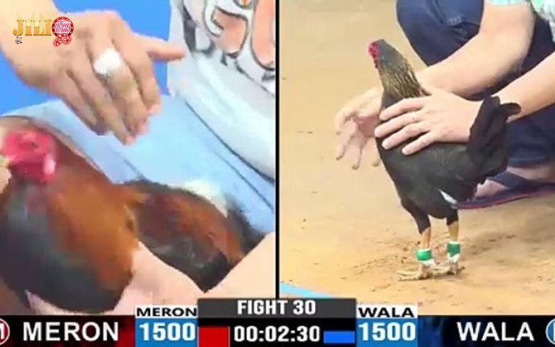 SV388 Cockfighting | Top Online Sabong Betting at JILI 3 real-time-live-betting