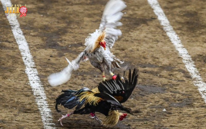 What is Live Cockfighting? Should You Play? | JILI 6 should-you-play-live-cockfighting