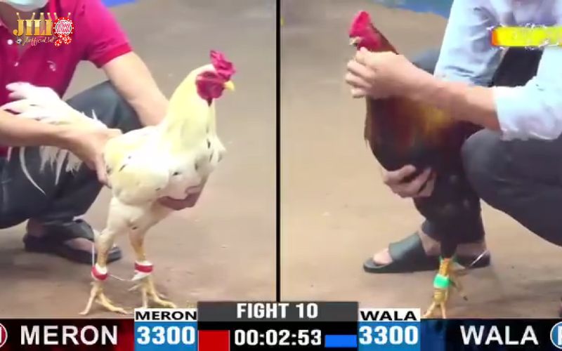 Play Online Cambodian Cockfighting – Ultimate Thomo Guide & 4 Winning Tips | JILI 2 thomo-cockfighting-online