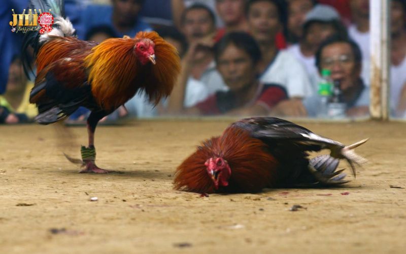 Play Online Cambodian Cockfighting – Ultimate Thomo Guide & 4 Winning Tips | JILI 5 tips-to-win-real-money-with-cambodian-cockfight