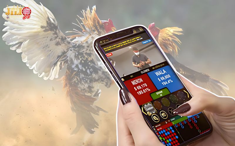 What is Live Cockfighting? Should You Play? | JILI 1 understanding-live-cockfighting