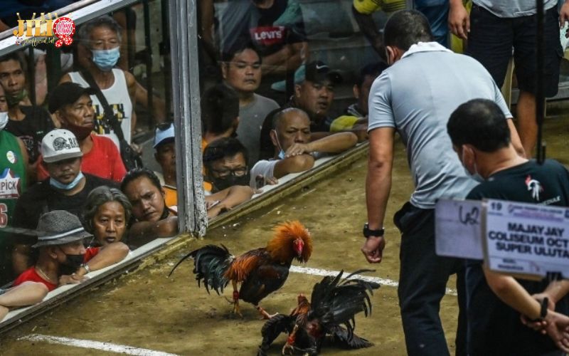 Northern Cockfighting Law 2025: What You Need to Know 1 what-is-the-northern-cockfighting-law-2025