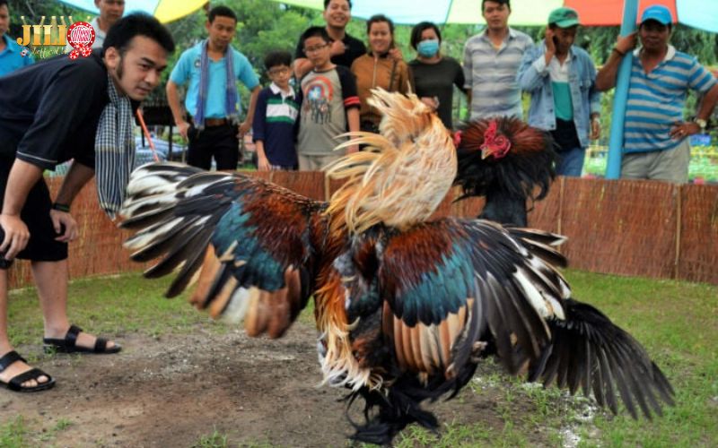 Northern Cockfighting Law 2025: What You Need to Know 6 what-pits-must-do-now