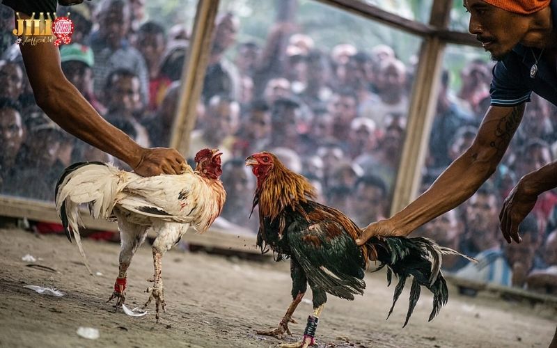 S128 Cockfighting – Top 3 Exclusive Live Sabong Features with Fair Odds 6 why-choose-s128-cockfighting