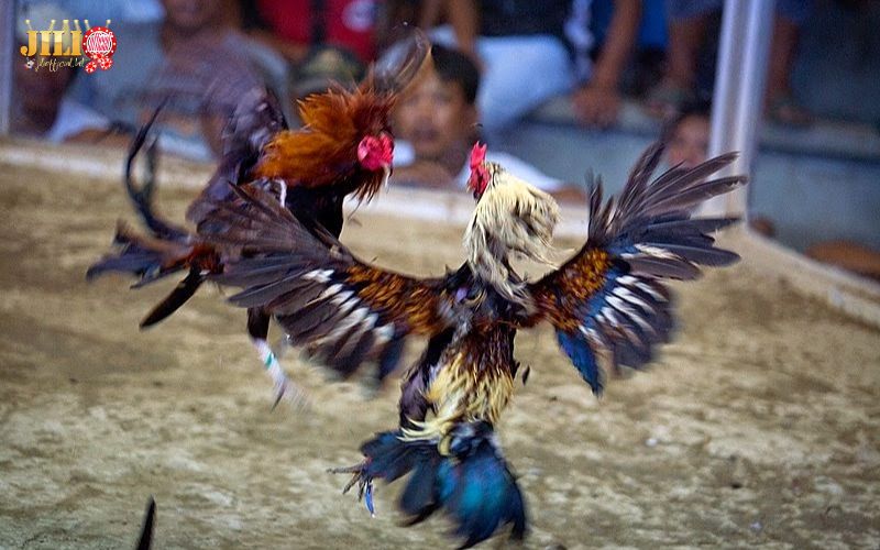 WS168 Sabong Review – Trusted Live Cockfighting at JILI 4 ws168-cockfighting-games-at-jili