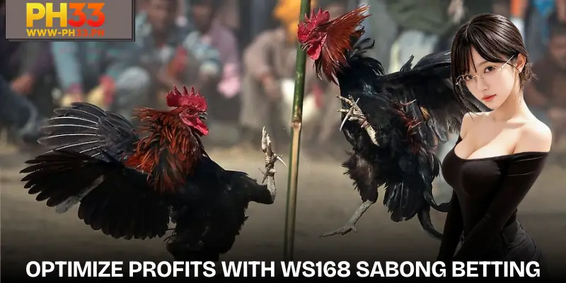 WS168 Sabong | A High Win Rate Cockfighting Provider 3 ws168-sabong-profits