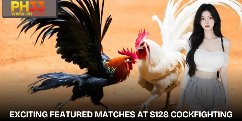 S128 Cockfighting | An Exciting Playground for Skill Players 2 Exciting Featured Matches in S128 Cockfighting
